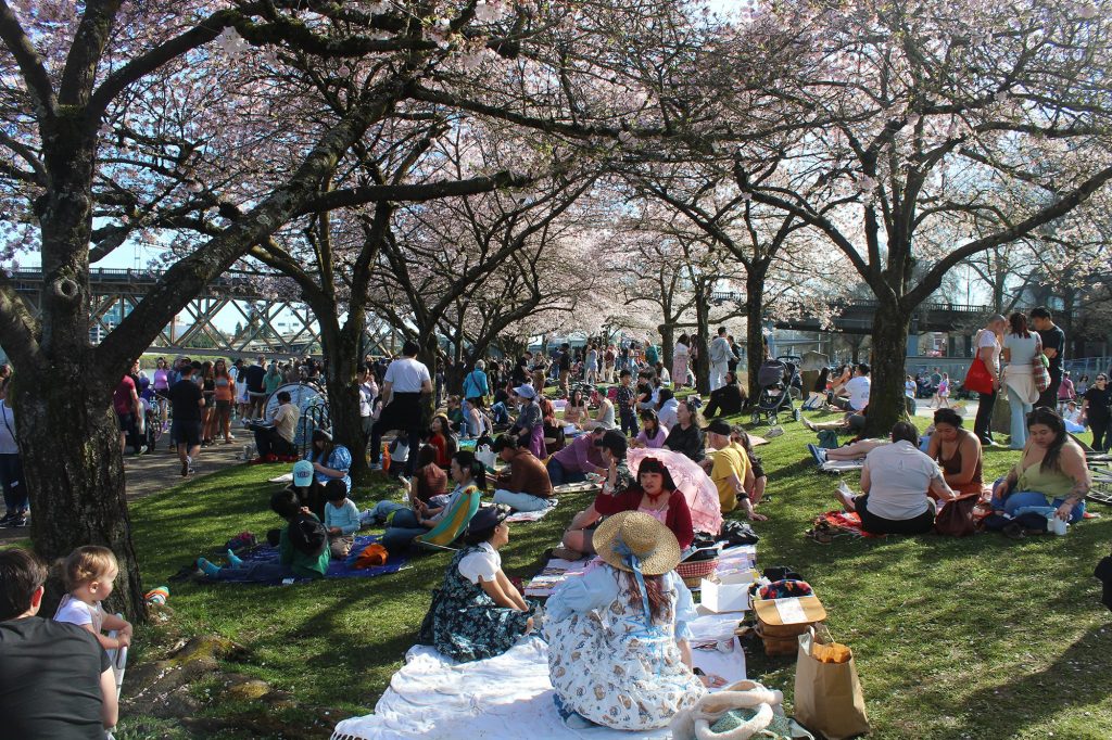 Cherry Blossom Season is Here! – Japanese American Museum of Oregon
