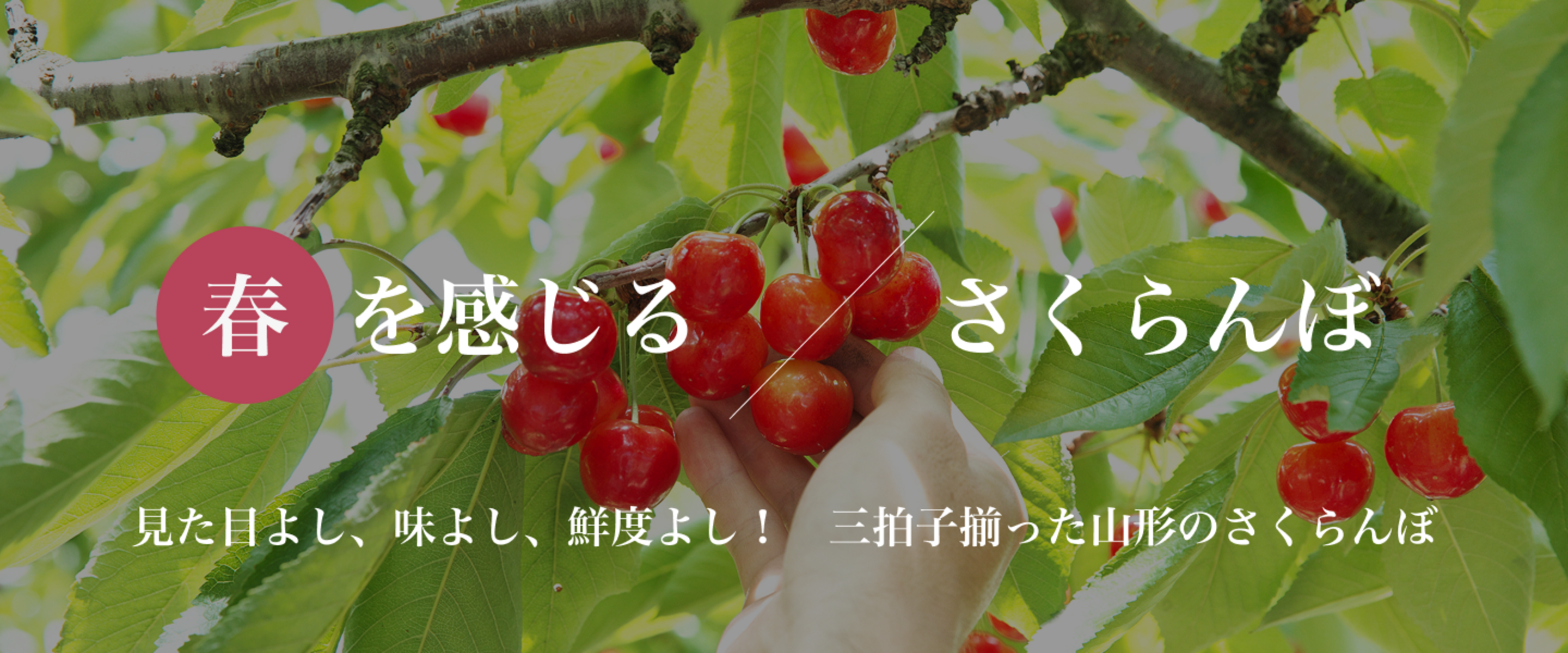 山形のさくらんぼ | 【JA公式】山形名産品を産地直送｜JAさがえ西村山