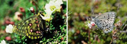 高山蝶 （ウスバキチョウ ・アサヒヒョウモン ・ダイセツタカネヒカゲ