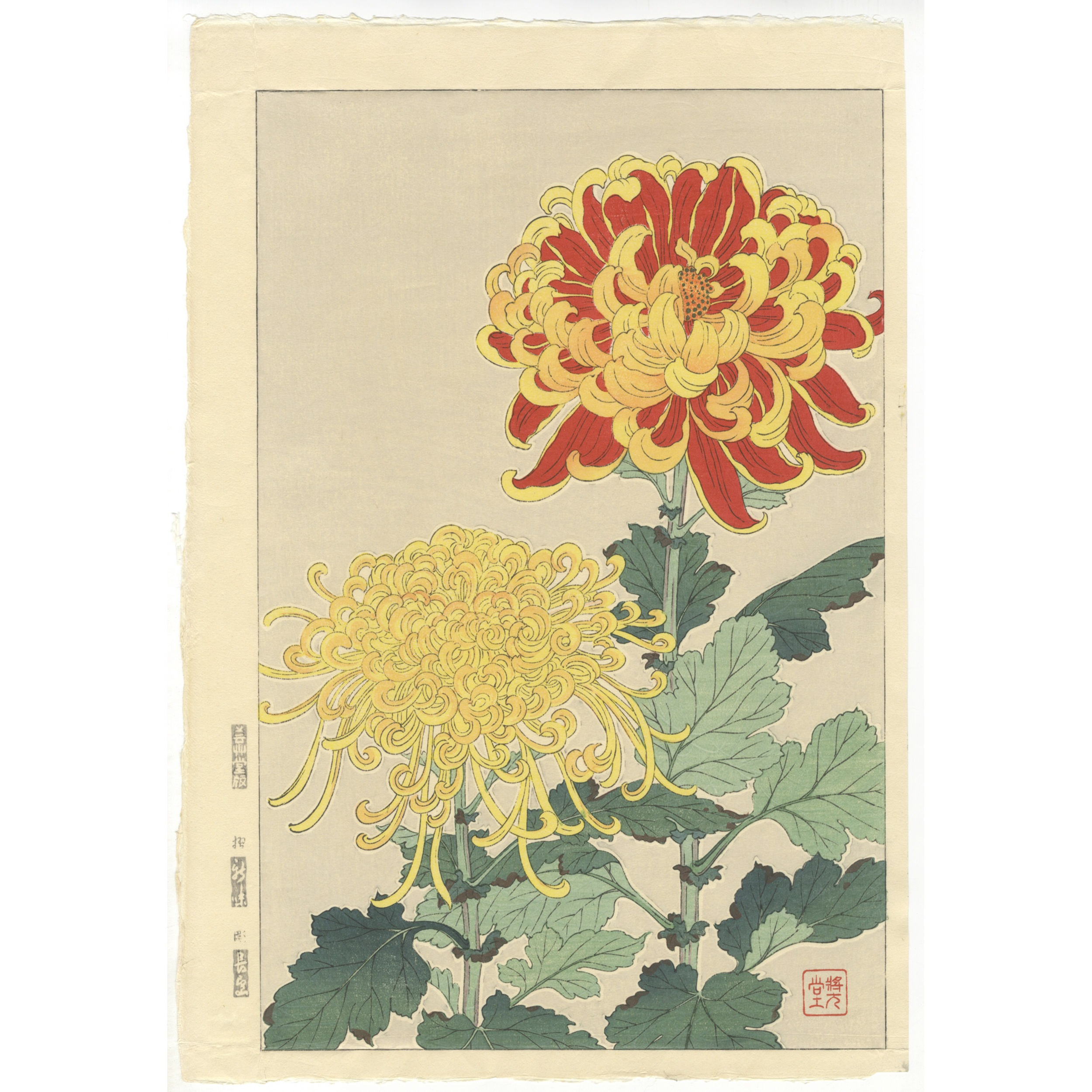 Shodo Kawarazaki, Chrysanthemum, Unsodo