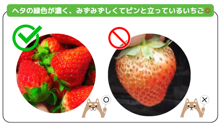 失敗しない！おいしいいちごを見抜くポイント5選〜プロ直伝の裏ワザ