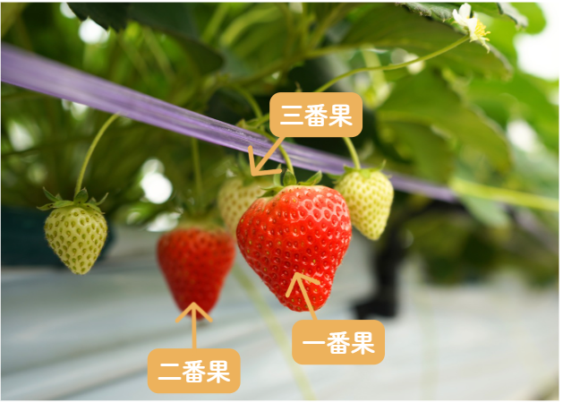 値段交渉可断捨離中いちごページ いちご☆断捨離中様♥️専用ページ