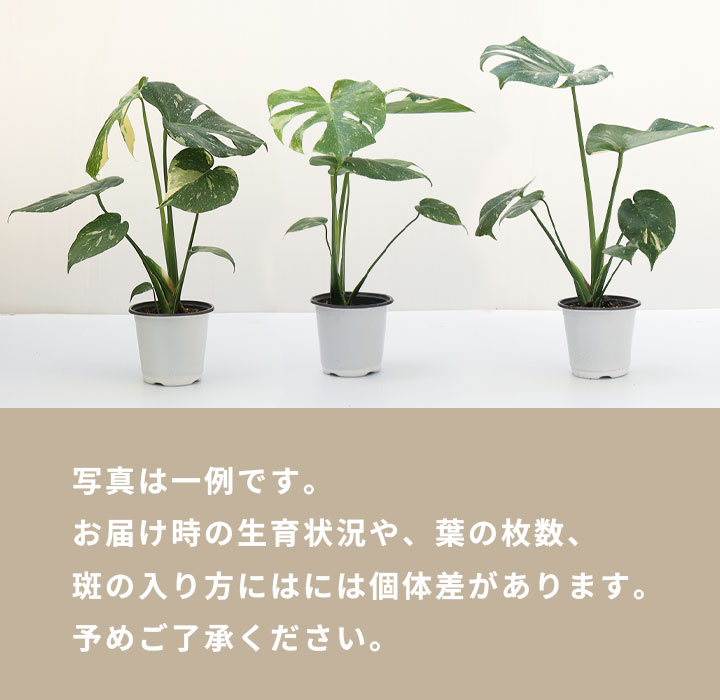 斑入りモンステラ／4号ポット - jardin-fresco ハルディンフレスコ