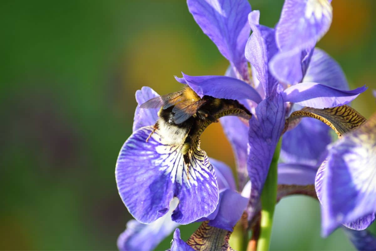 The Fascinating Sex Life of Plants - Laidback Gardener