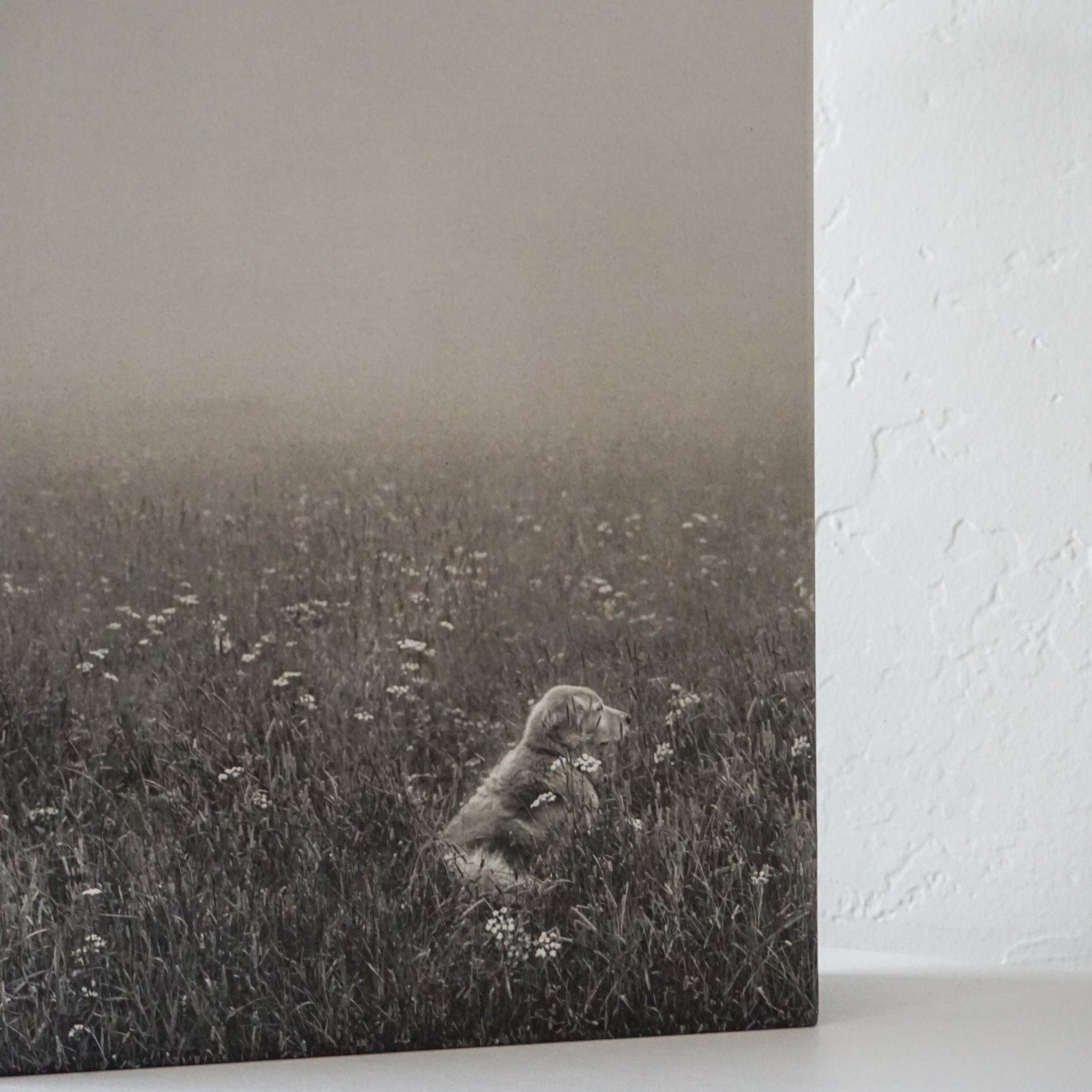 Bruce Weber: The Golden Retriever Photographic Society