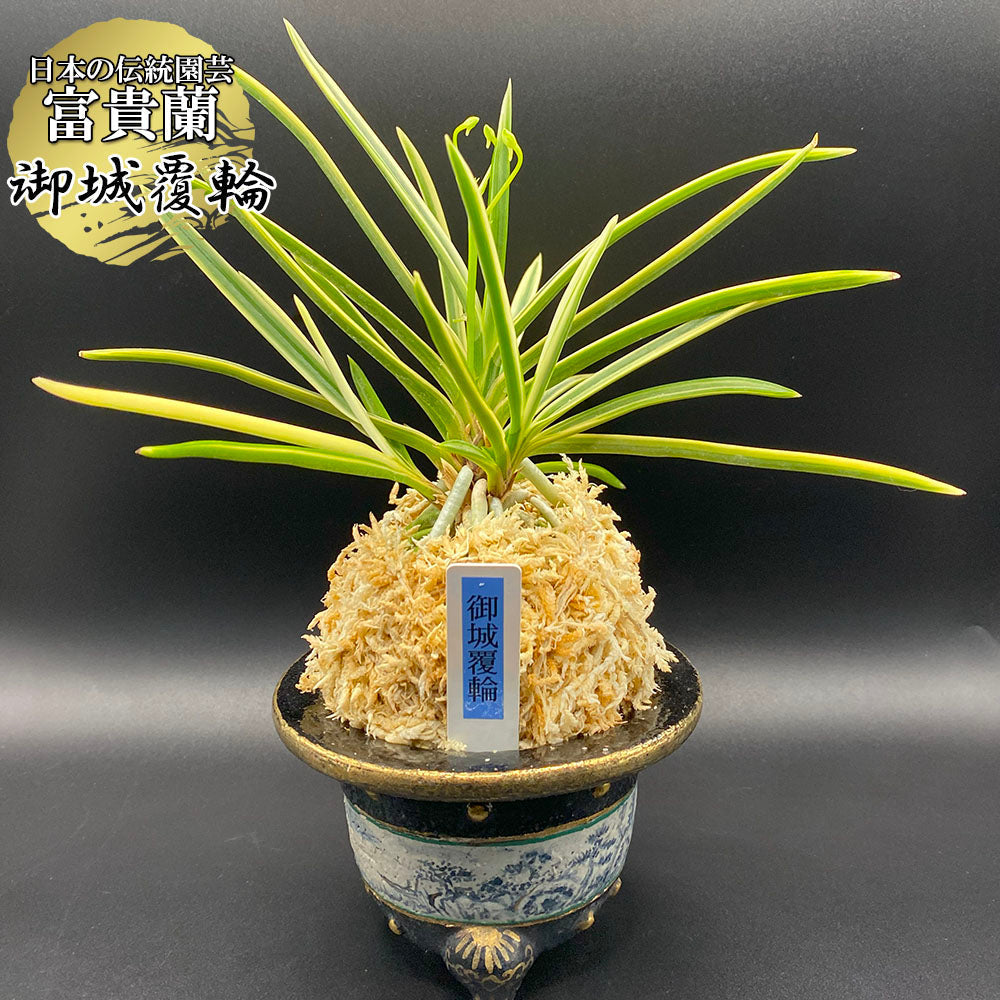 富貴蘭 種類『御城覆輪』（ごじょうふくりん）【現品】覆輪の株立ちは