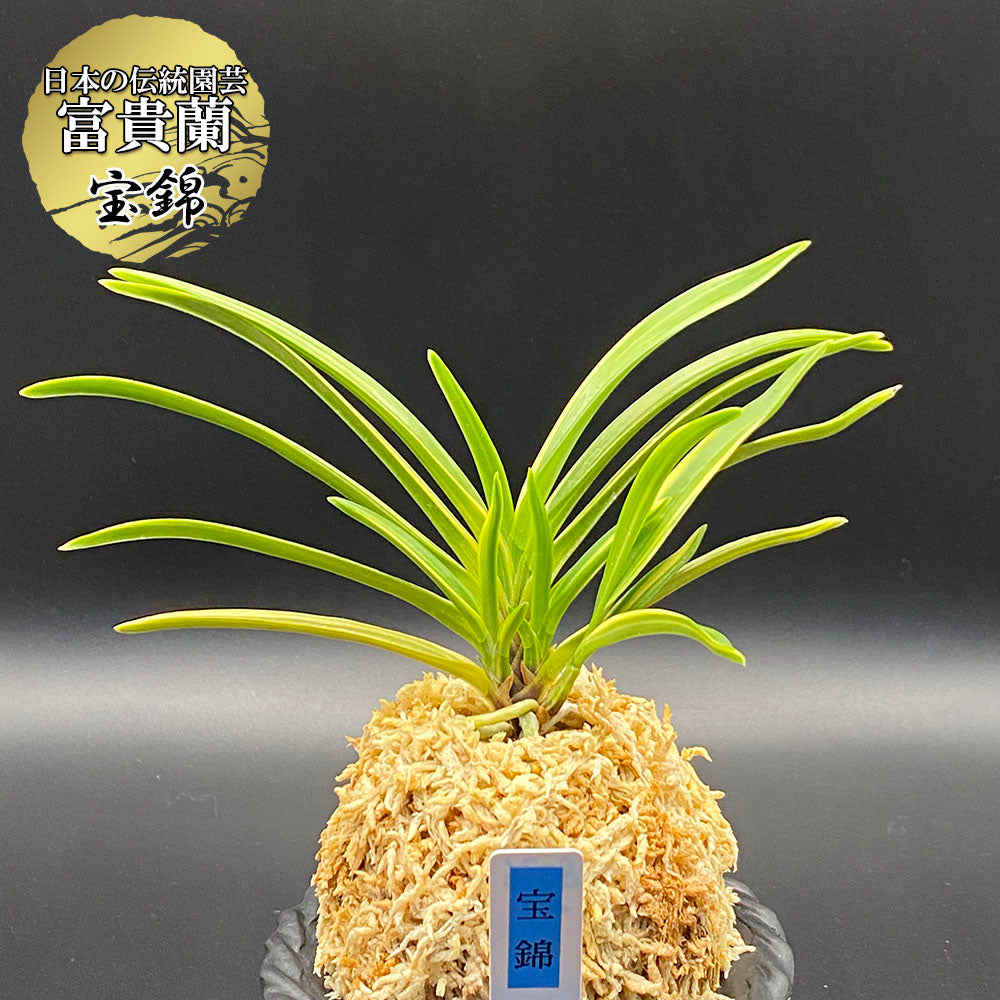 宝錦 タカラニシキ 4本立– 上品で希少な一株。後冴えの斑が映える富貴