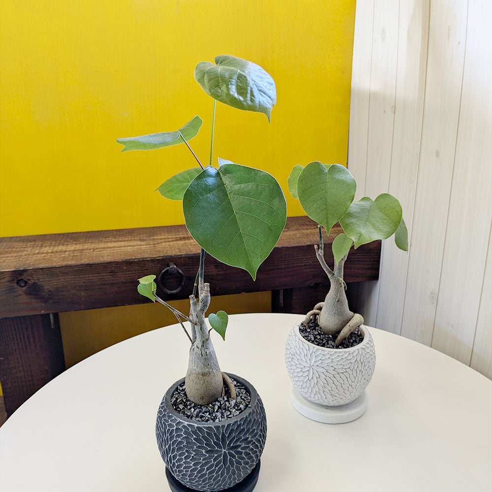 個性を楽しむ！プセウド ボンバックス エリプティクムの管理ポイント