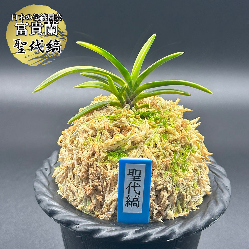 富貴蘭 種類『聖代縞』（せいだいしま）【現品】縞柄の色合いは萌黄色