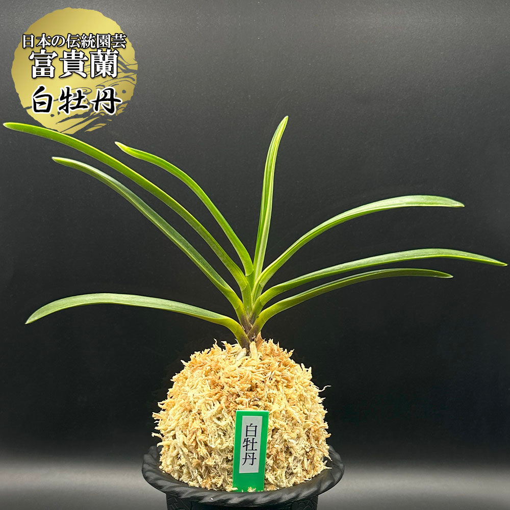 富貴蘭 種類『白牡丹 』（はくぼたん）【現品】まだ若木で良い子が出る