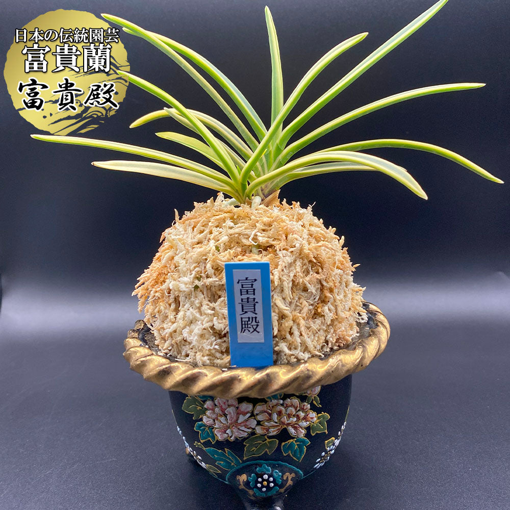 宝石のような観葉植物のお店 【Jewelry Plant】 富貴蘭 風蘭 蘭 富貴殿