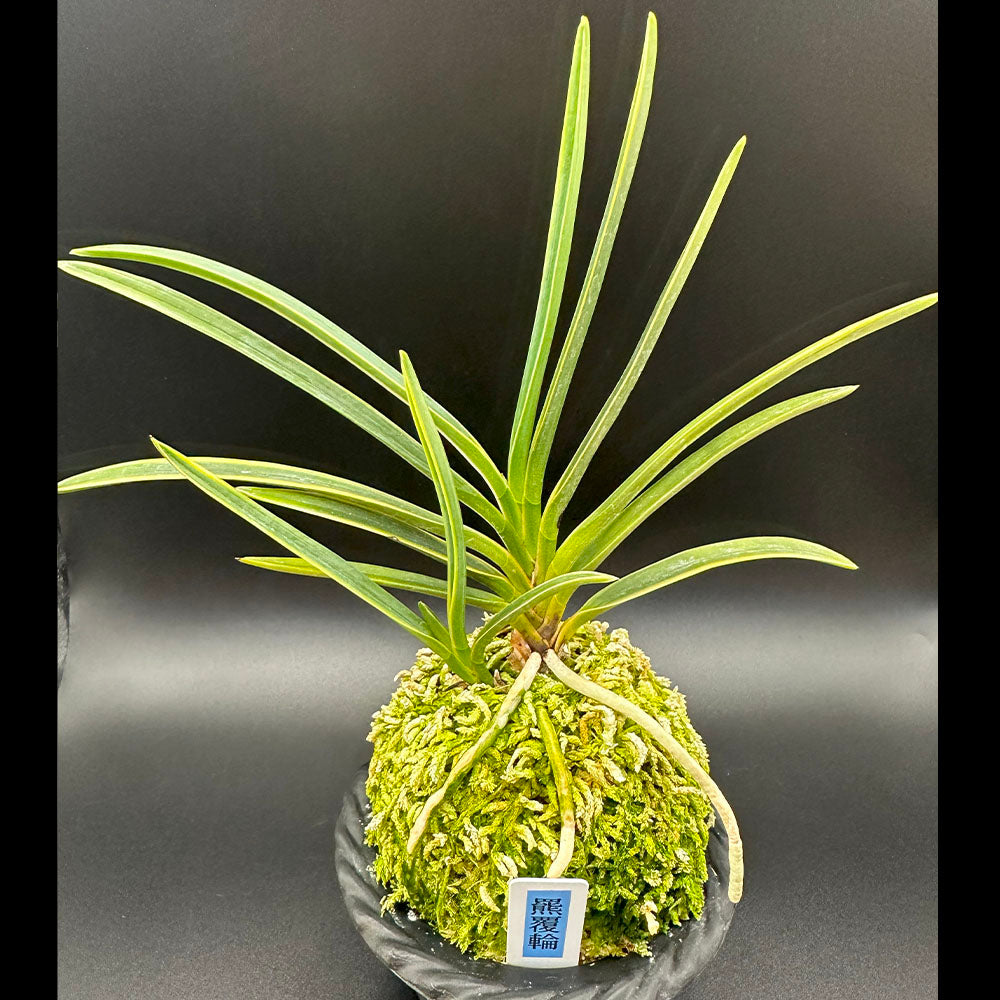 宝石のような観葉植物のお店 【Jewelry Plant】 富貴蘭 羆覆輪 ひぐま