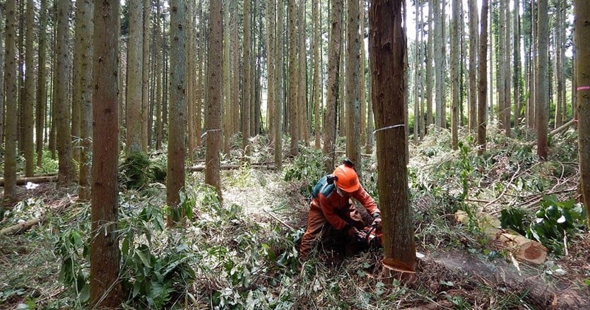 県の橋渡しで山村と都市の自治体がつながり、森林環境譲与税を有効に