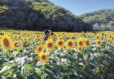 秋にヒマワリ20万本見頃！ 7、8日に花畑まつり 群馬・みどり市 | 上毛