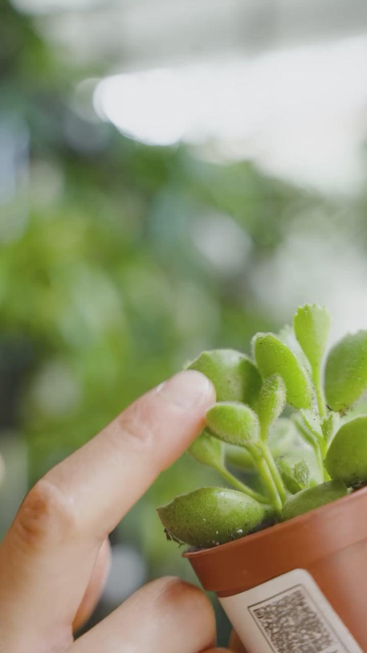Strawberry Begonia - House Plants Delivery Toronto - JOMO Studio