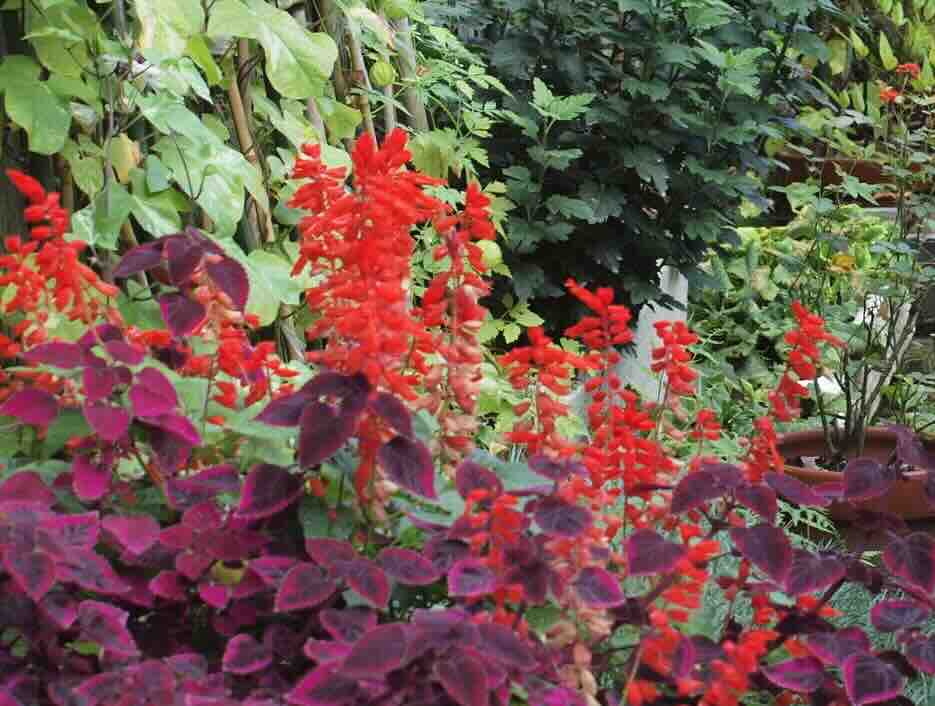 ZAPROXYでサイト診断(1) | kali linux覚え書き