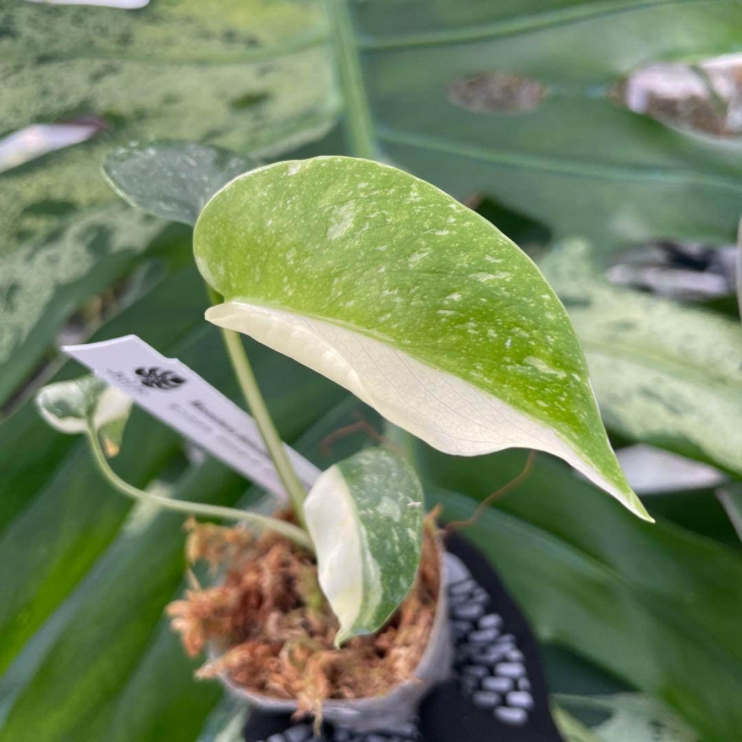 厳選斑入り】モンステラ デリシオーサ タイコンステレーション 希少種