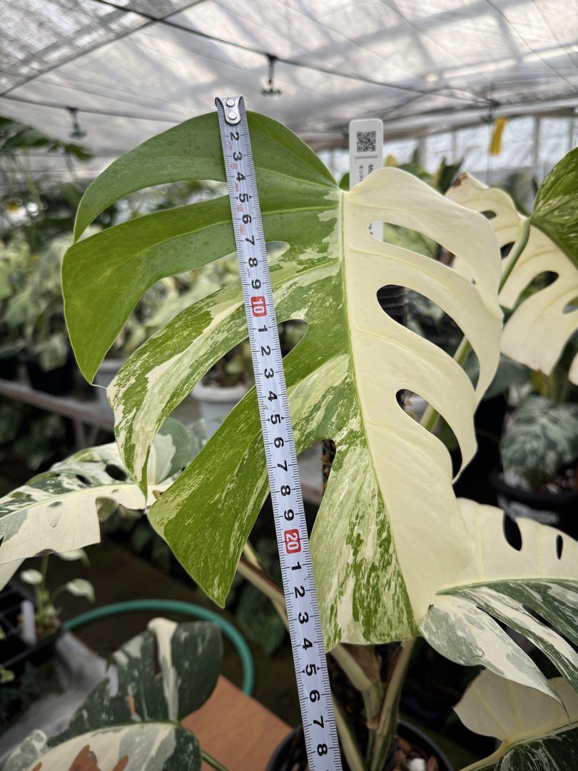 モンステラ ボルギシアナ アルボ ホワイトタイガー斑入り 鉢モスポール