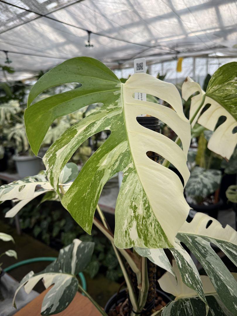 モンステラ ボルギシアナ アルボ ホワイトタイガー斑入り 鉢モスポール