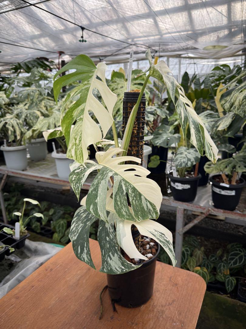 モンステラ ボルギシアナ アルボ ホワイトタイガー斑入り 鉢モスポール