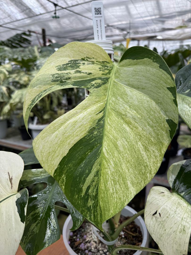 BS2 モンステラ ボルギシアナ x デリシオーサ ミント 美斑入り株 1