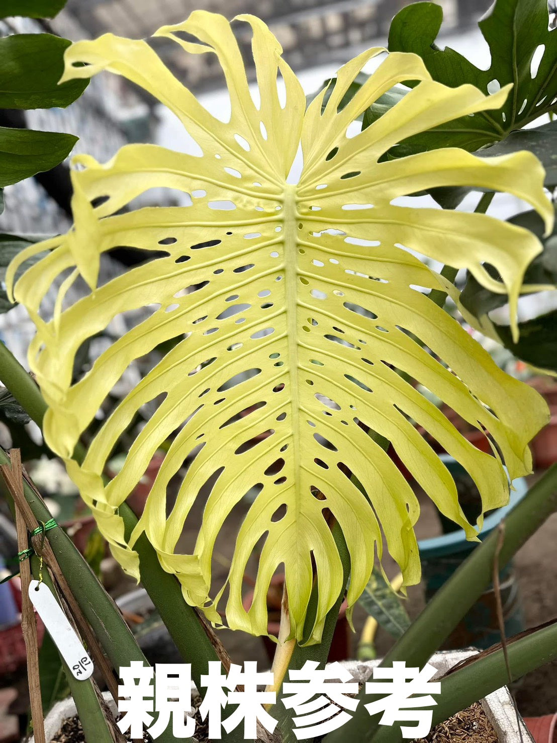 モンステラデリシオーサホワイトモンスター天津蘭 鉢ごと発送