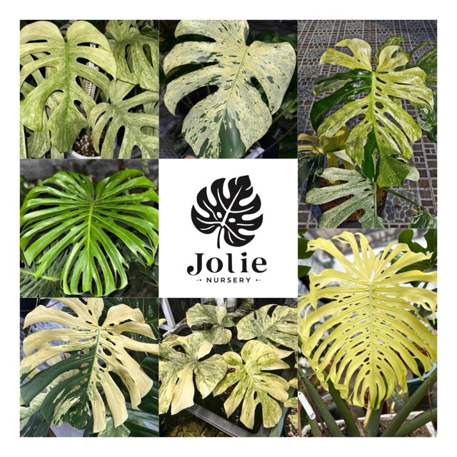 極上黄斑】モンステラ・デリシオーサ 'イエローマリリン'（イエロー