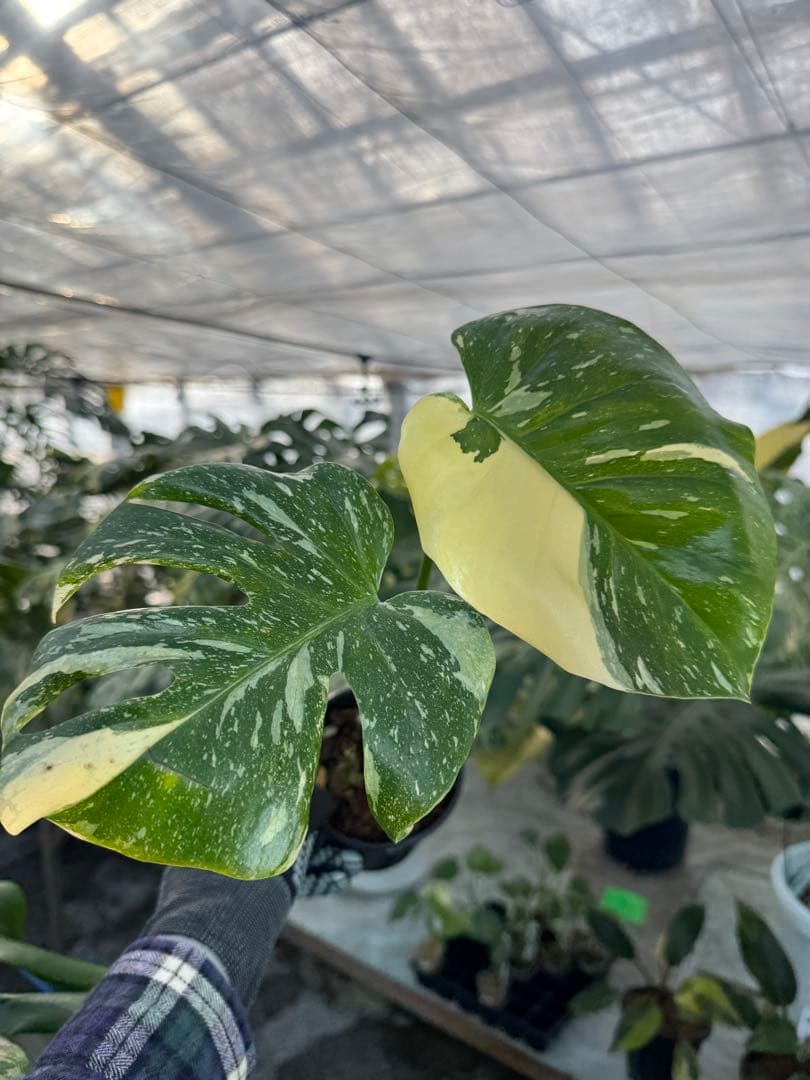 モンステラ – JolieNursery