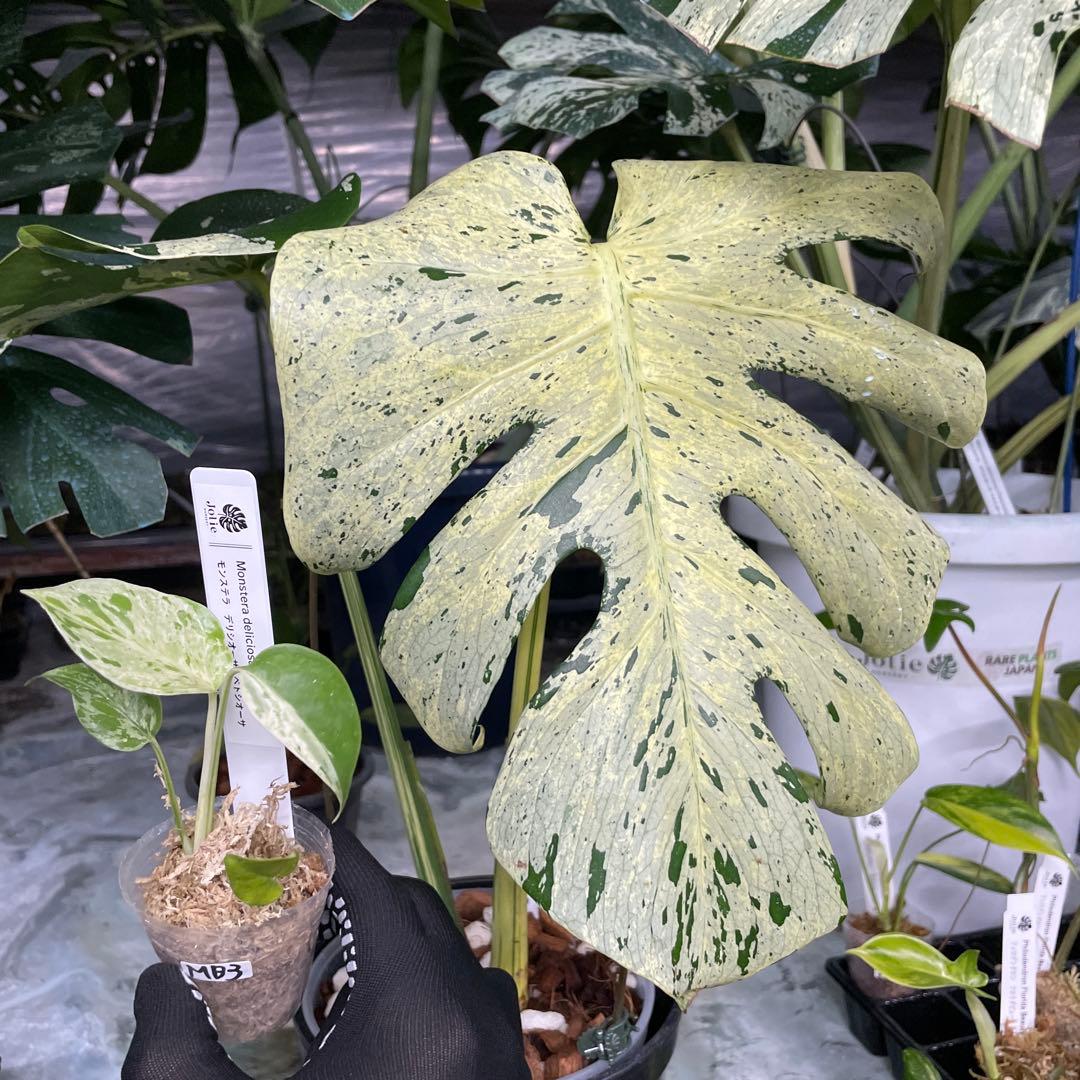 MB22 モンステラ デリシオーサ ベトシオーサ 2寸ポリポット ネコポス