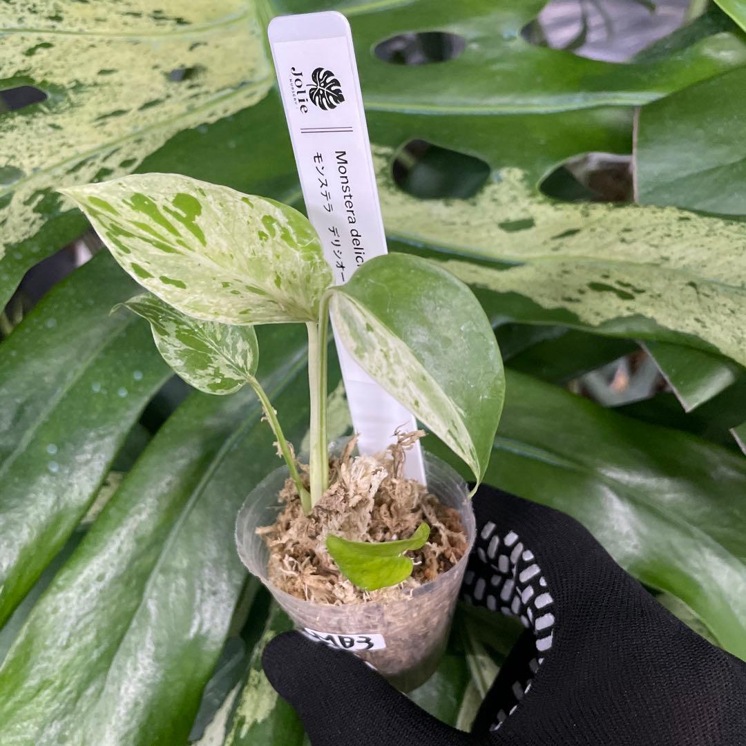 MB22 モンステラ デリシオーサ ベトシオーサ 2寸ポリポット ネコポス
