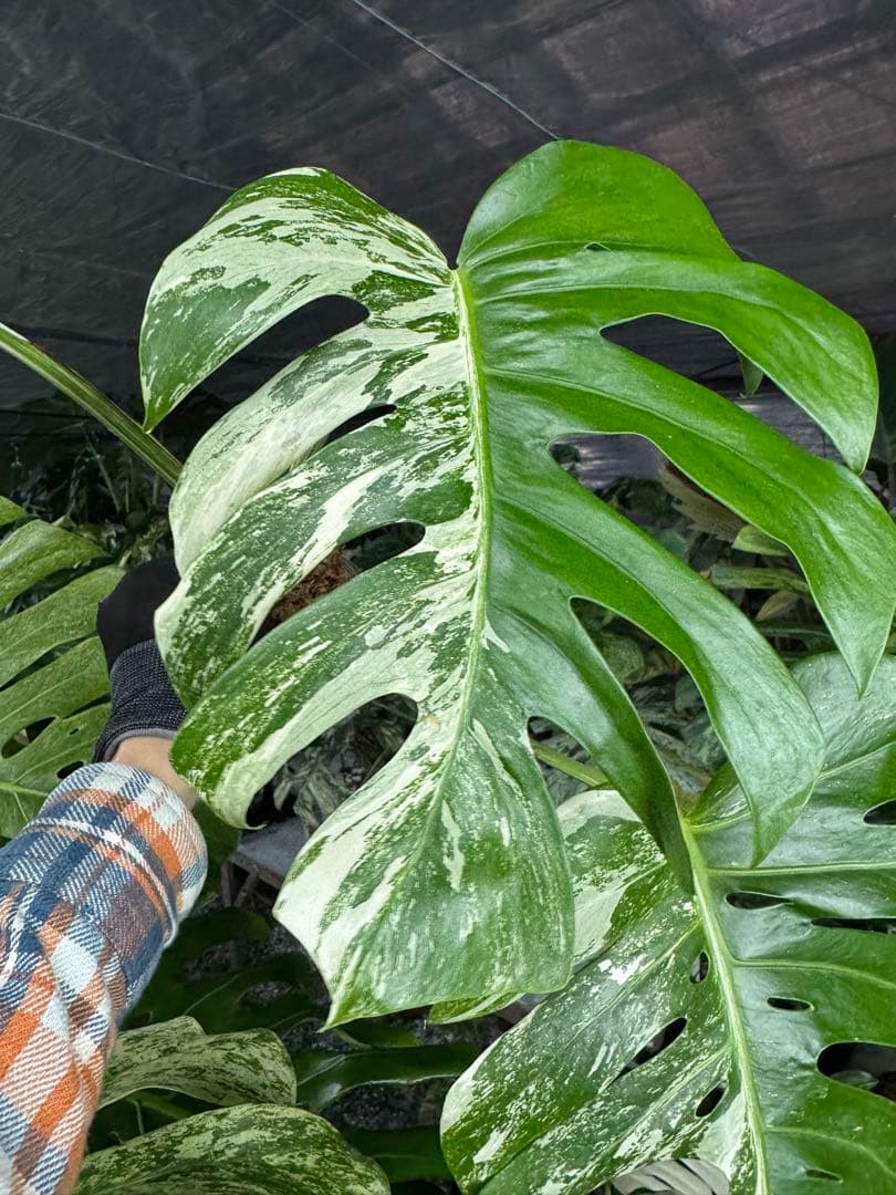 モンステラ ボルギシアナ アルボ ホワイトタイガー斑入り 健康カット苗