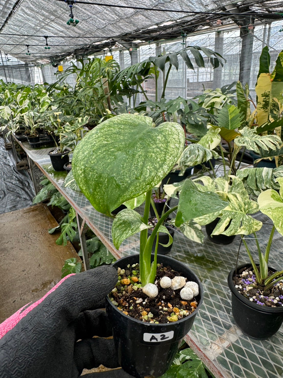 モンステラ デリシオーサ ホワイトモンスター 天津蘭 斑入り 希少種