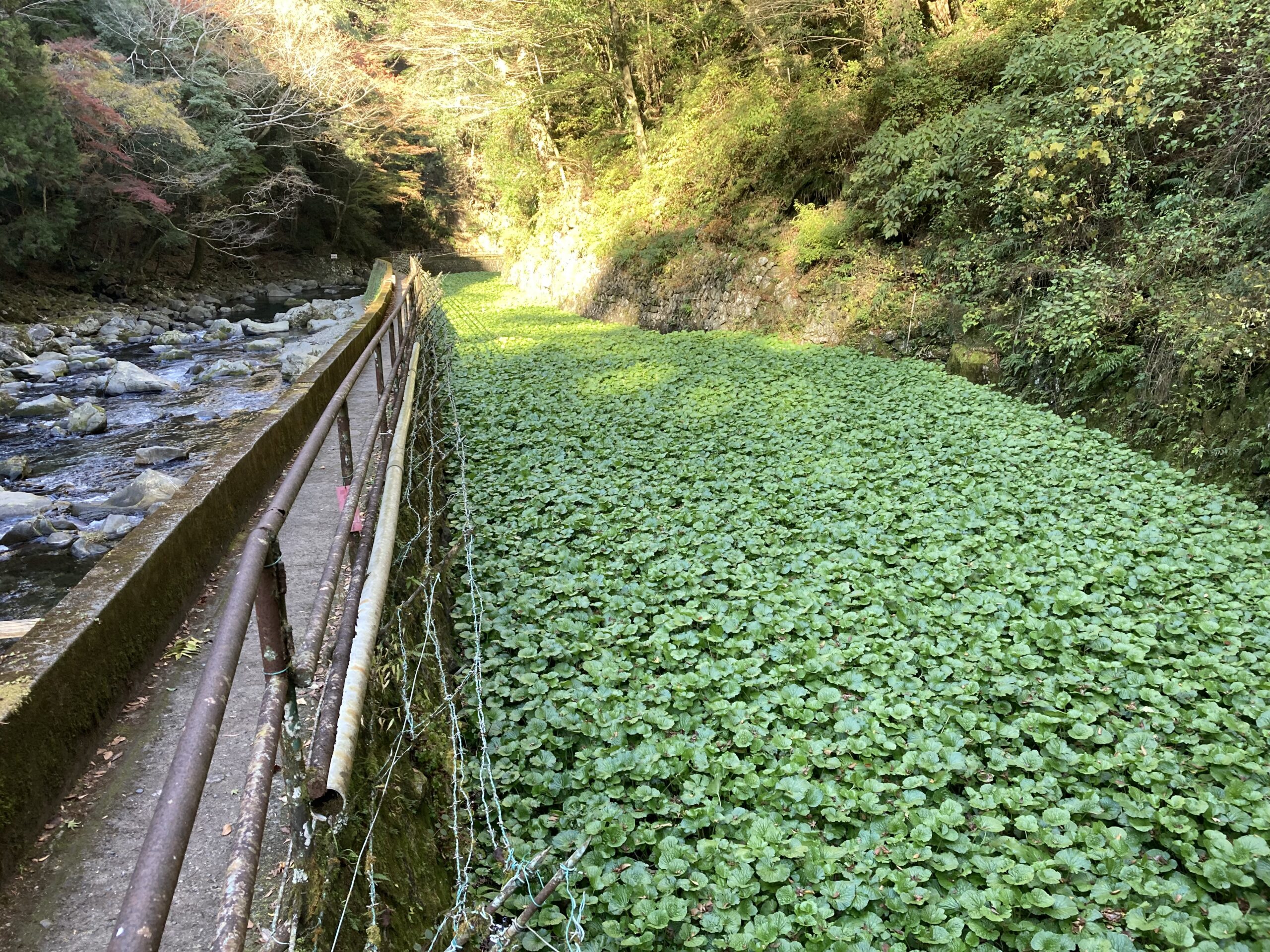 浄蓮の滝観光センター 公式ページ | 浄蓮の滝の公式ホームページ