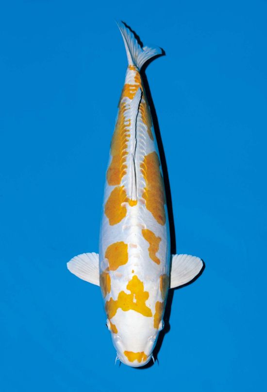 光りもの - 錦鯉の品種 - 全日本錦鯉振興会