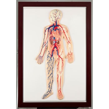 8742 血液循環系模型 1個 アーテック[学校教材・教育玩具] 【通販
