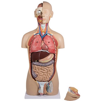 B235 内蔵27分解モデル 1個 Erler-Zimmer 【通販モノタロウ】