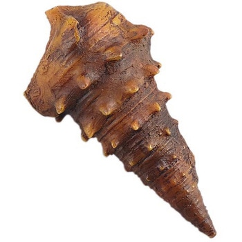 ビカリア(レプリカ) 化石標本 1個 ケニス 【通販モノタロウ】