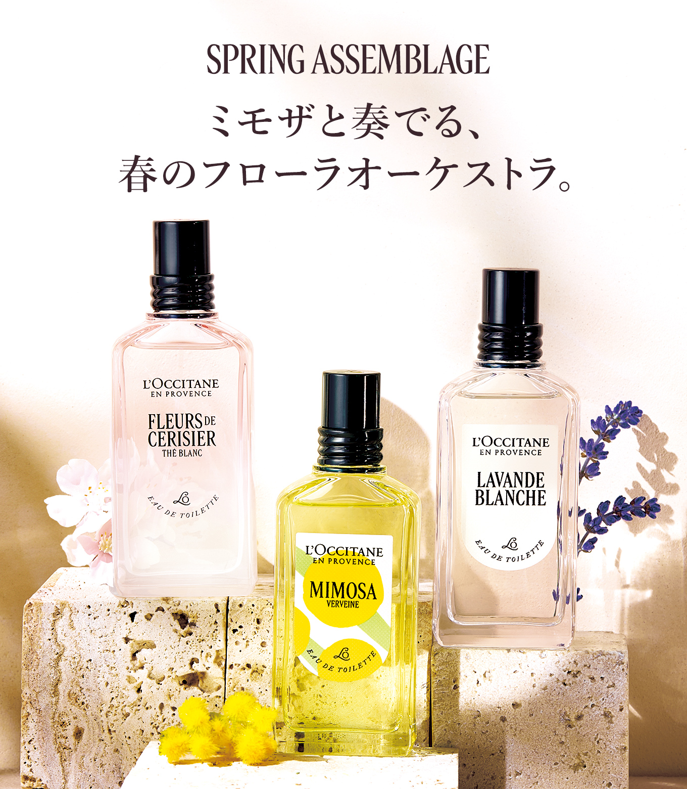 数量限定】ミモザ｜ロクシタン公式通販