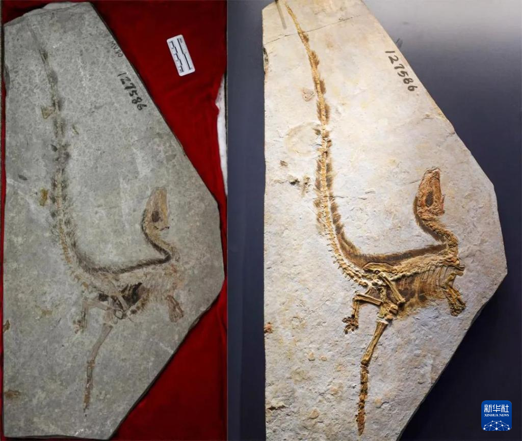 中華竜鳥、恐竜から鳥類へ進化の秘密を解き明かす羽毛竜