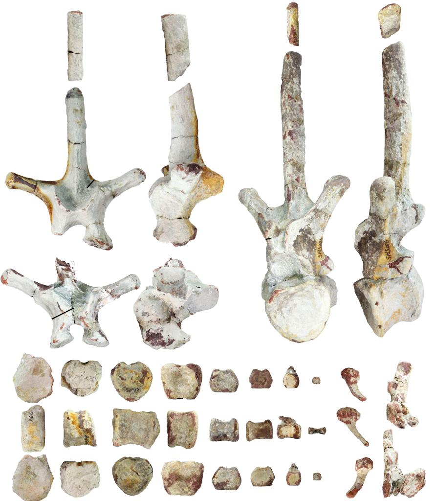 中国広東省でランベオサウルスの化石発見 7千万年前、華南地区で初