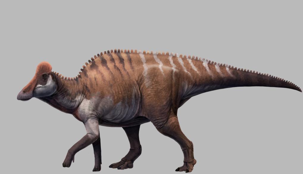 中国広東省でランベオサウルスの化石発見 7千万年前、華南地区で初