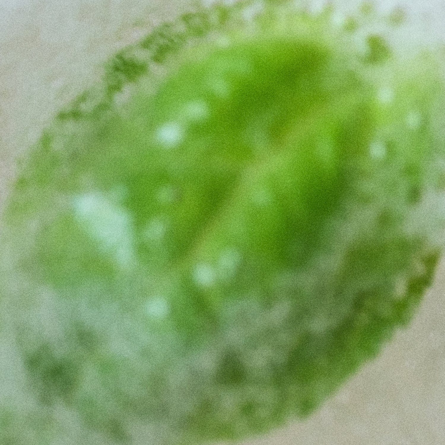 フォーゲットミーノットハンドクリーム FORGET ME NOT Hand Cream 50ml