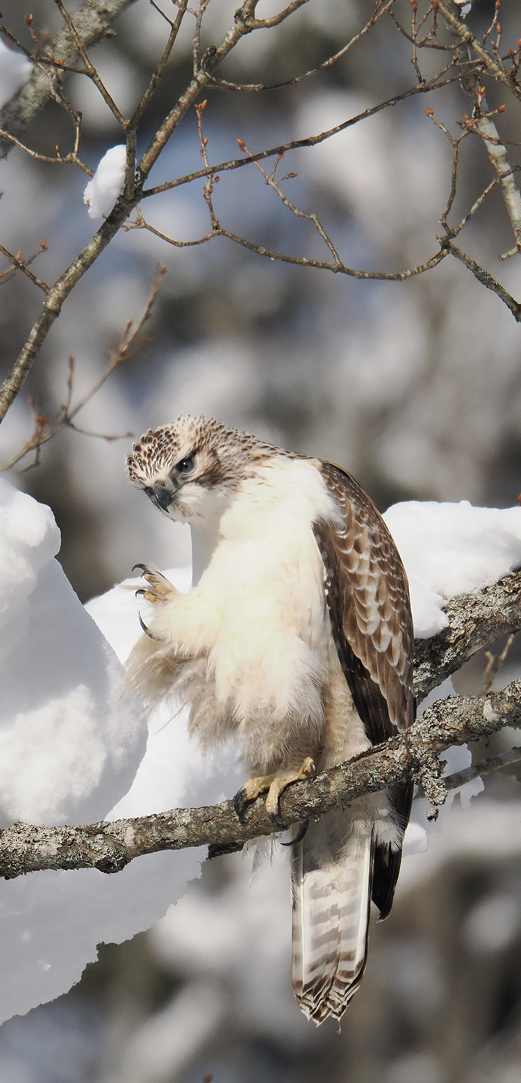 基本情報｜M.ZUIKO DIGITAL ED 150-600mm F5.0-6.3 IS｜M.ZUIKO