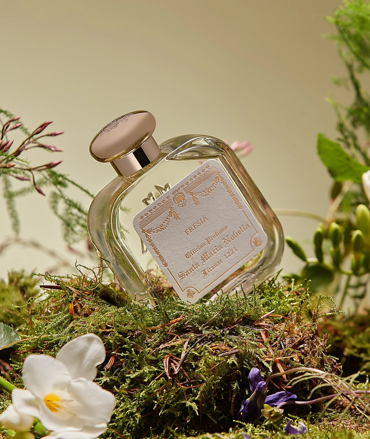 フリージア｜サンタ・マリア・ノヴェッラ