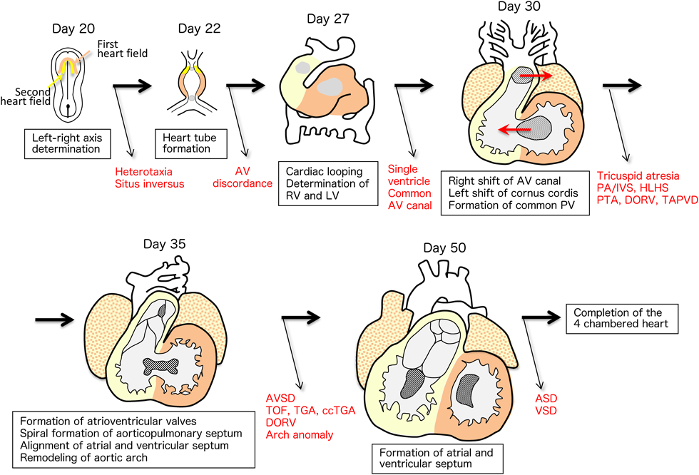 ここまで知っておきたい発生学：発生・形態形成の基礎知識
