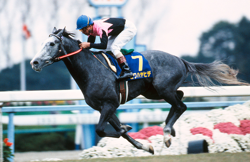 ビワハヤヒデ｜名馬メモリアル｜競馬情報ならJRA-VAN