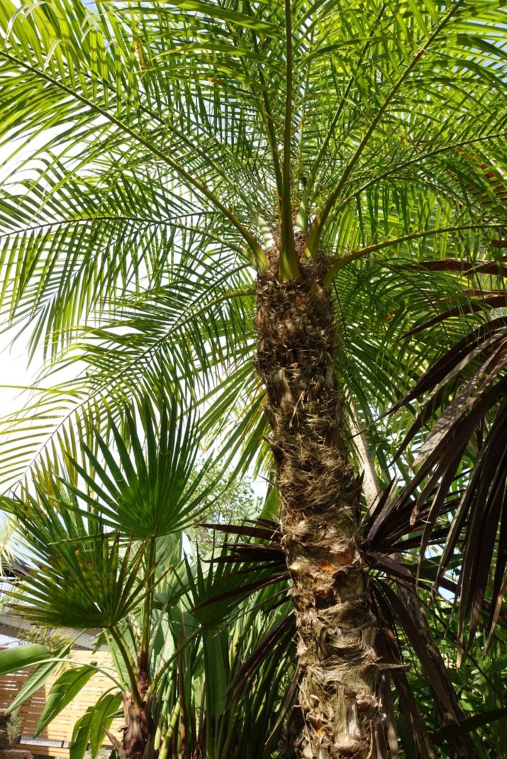 フェニックス ロベレニー | ヤシの木 | 熊本のジャングルラボ