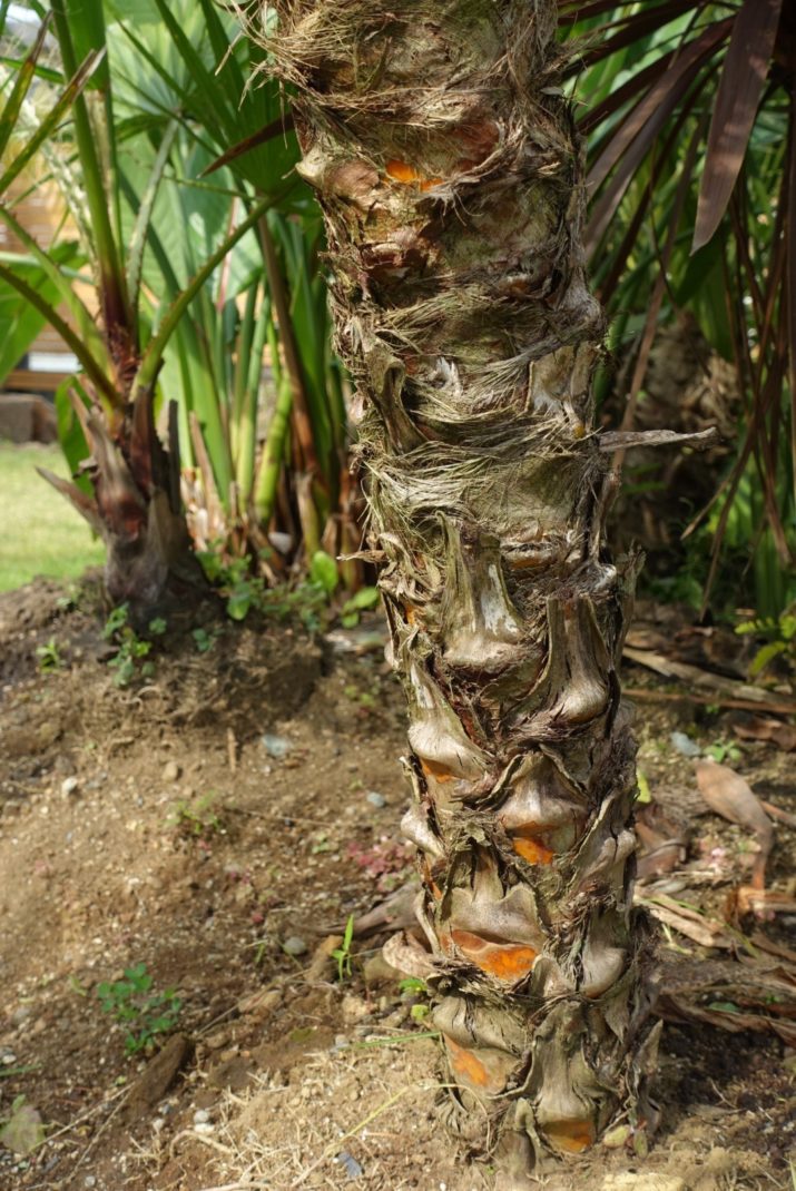 フェニックス ロベレニー | ヤシの木 | 熊本のジャングルラボ