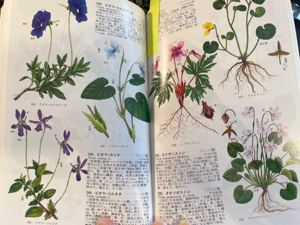 牧野原色図鑑がとてもおすすめ！おすすめの資料（植物編） | 枯葉庭園
