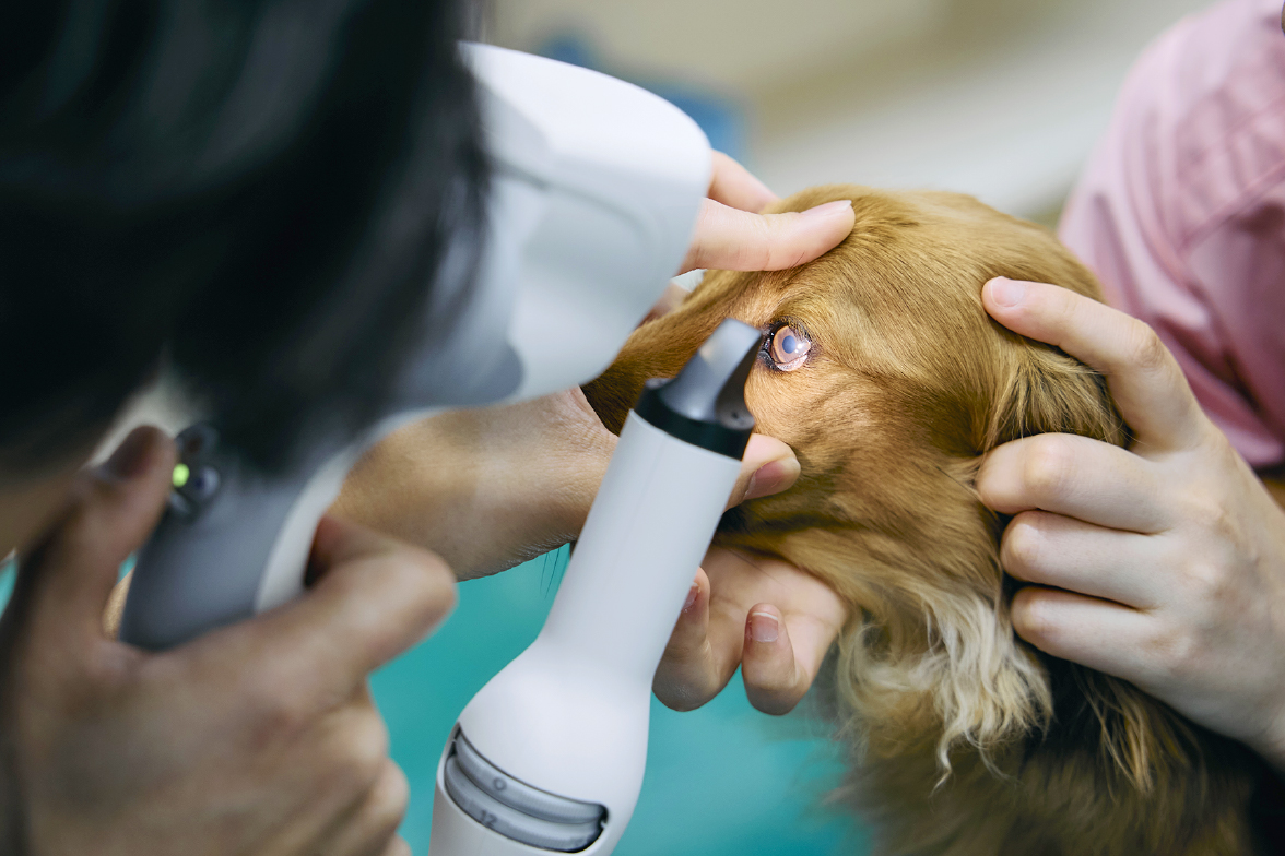 私たちのこと - ケーアイ動物クリニック｜犬猫の一般診療/眼科専門診療